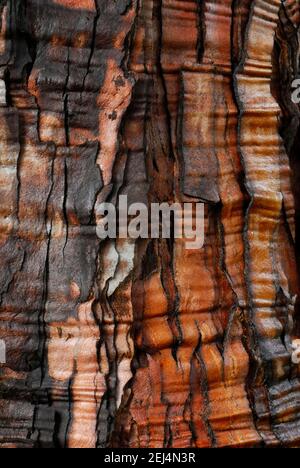 Écorce,séquoia géant (Sequoiadendron giganteum) Banque D'Images