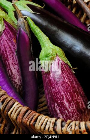 Plantes à oeufs diverses ( Solanum melongena) Banque D'Images