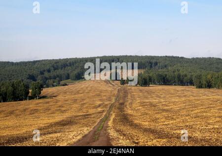 Une route de terre coupe à travers un champ jaune et est perdue dans le vert des couronnes d'arbre. Paysage d'automne. Banque D'Images