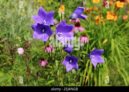 Fleurs bleues étonnantes avec des regards de soleil sur ses pétales. Banque D'Images