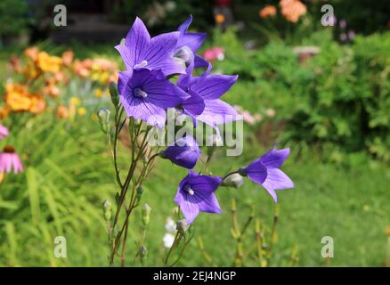 Fleurs bleues étonnantes avec des regards de soleil sur ses pétales. Banque D'Images