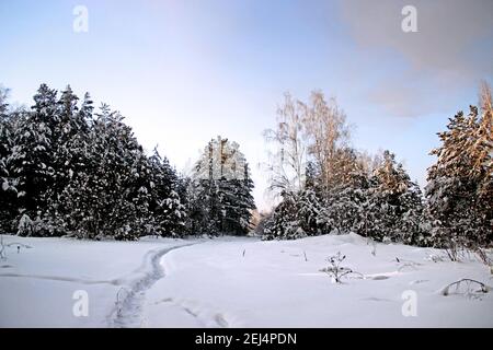 Paysage d'hiver. Chemin d'enroulement clairement visible trodden dans la neige, va profondément dans l'épaissie. Neige légèrement rose et ciel coloré. Banque D'Images