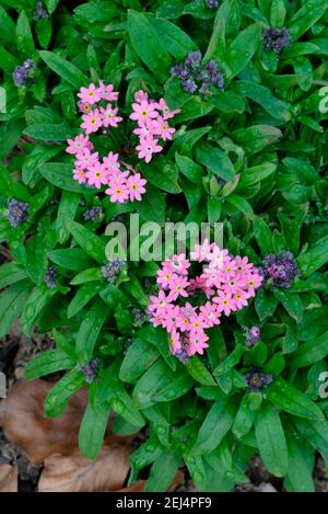 Bois Forget-Me-Not (Myosotis sylvatica) variété de rose Victoria Banque D'Images