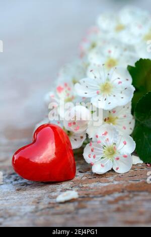 Fleurs de Hawthorn et coeur rouge / (Crataegus monogyna) Banque D'Images