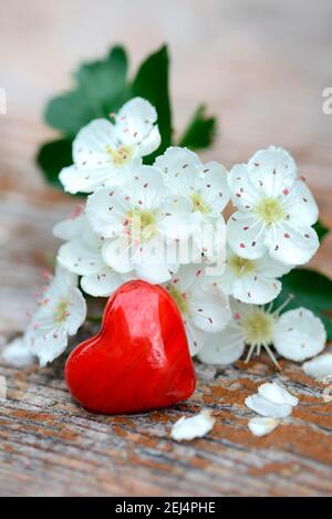 Fleurs de Hawthorn et coeur rouge / (Crataegus monogyna) Banque D'Images