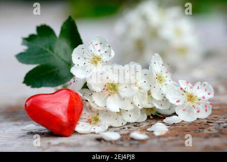 Fleurs de Hawthorn et coeur rouge / (Crataegus monogyna) Banque D'Images