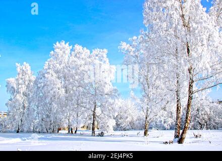 Clair jour d'hiver. Ciel bleu profond givré transparent. La neige scintille sur les branches des arbres si vive qu'elle fait mal aux yeux. Banque D'Images