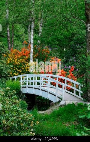 Bluehender, pont (spéc. (Rhododendron) .) , Selager Moor, Rifferswil, Canton de Zurich, Suisse Banque D'Images