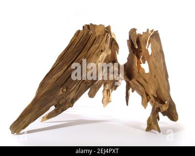 Ancienne racine d'arbre isolée sur fond blanc Banque D'Images