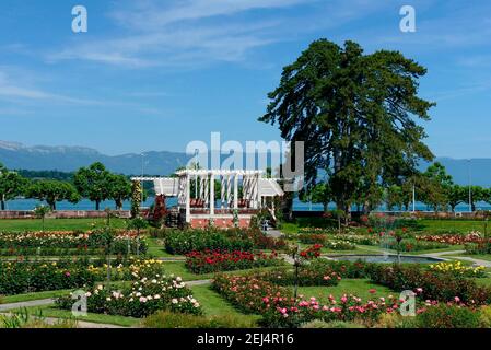 Roseraie, Parc de la Grange, Genève, Canton de Genève, Suisse Banque D'Images