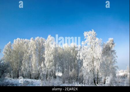 Le givre sur les chatons de bouleau scintille de couleurs vives, et le ciel violet foncé est en contraste. Banque D'Images