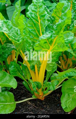 Feuilles de betteraves, de variété jaune doré/vif ( Beta vulgaris cicla var. Flavescens) Banque D'Images