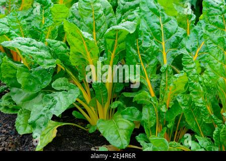 Feuilles de betteraves, de variété jaune doré/vif ( Beta vulgaris cicla var. Flavescens) Banque D'Images