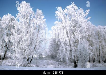 Le givre sur les chatons de bouleau scintille de couleurs vives, et le ciel violet foncé est en contraste. Banque D'Images