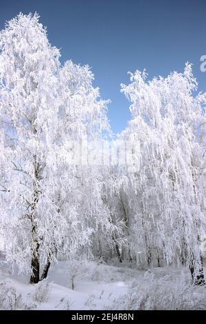 Le givre sur les chatons de bouleau scintille de couleurs vives, et le ciel violet foncé est en contraste. Banque D'Images