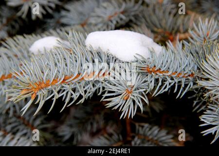 Un gros plan montre une branche d'épicéa avec une casquette de neige. La couleur turquoise inhabituelle des aiguilles est grande. Banque D'Images