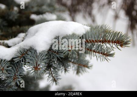 Un gros plan montre une branche d'épicéa avec une casquette de neige. La couleur turquoise inhabituelle des aiguilles est grande. Banque D'Images