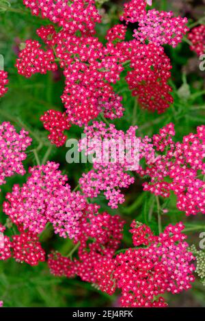 Variété Yarrow (Achillea millefolium) vin d'été Banque D'Images