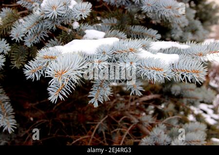 Un gros plan montre une branche d'épicéa avec une casquette de neige. La couleur turquoise inhabituelle des aiguilles est grande. Banque D'Images