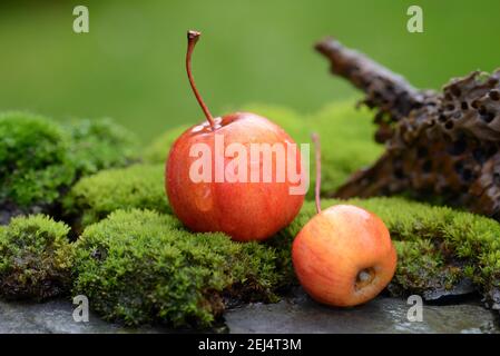 Deux pommes décoratives dans la mousse, pommes décoratives ( Malus spec.) Banque D'Images