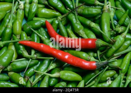 Piments rouges et verts, piments, piments (Capsicum annuum) Banque D'Images