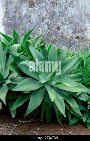 Sagave (Agave attenuata) , Madère, Portugal Banque D'Images