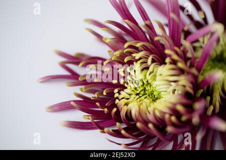 Photographie macro d'une mère d'araignée violette et verte (Chrysanthemum x morifolium) sur un fond blanc Uni. Banque D'Images