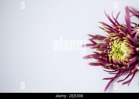 Photographie macro d'une mère d'araignée violette et verte (Chrysanthemum x morifolium) sur un fond blanc Uni. Banque D'Images