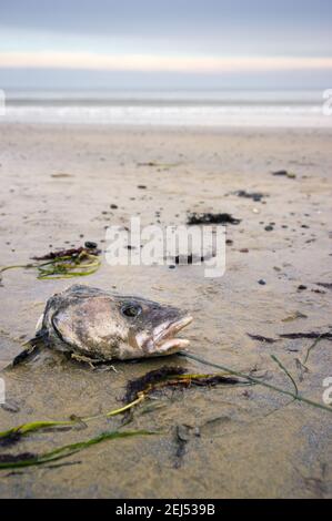 Une tête de poisson morte qui s'étend sur la plage légèrement pourrie Banque D'Images