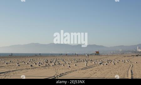 LOS ANGELES CA USA - 16 NOV 2019: California estival Venise esthétique de plage. Goélands de mer sur la côte ensoleillée de californie, emblématique arc-en-ciel en bois rétro lgbt Banque D'Images