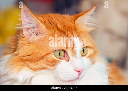 Joli chat adulte rouge très surpris avec des yeux vert clair Banque D'Images