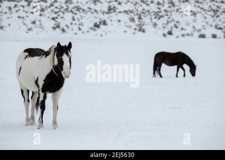 États-Unis, Montana, Gardiner. Cheval peint en noir et blanc avec une couche d'hiver déchiqueante dans la neige. Banque D'Images