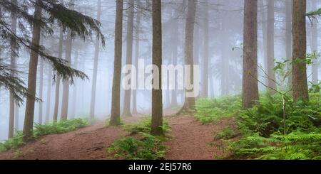 Une matinée brumeuse dans le parc forestier de Chevin, à Otley, avec la brume assurant une agréable séparation entre les conifères de cette partie de la forêt. Banque D'Images