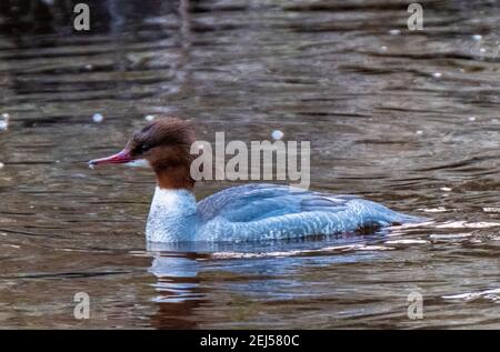 Femme Goosander (Mergus Merganser) nageant dans la rivière Almond, West Lothian, Écosse. Banque D'Images