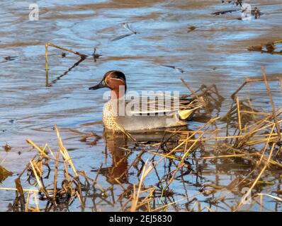 Teal Duck mâle, (Anas crecca) sur l'eau, hiver, West Lothian, Écosse, Royaume-Uni Banque D'Images