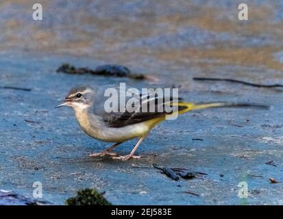 Grey Wagtail, (Motacilla cinerea), West Lothian, Écosse. Banque D'Images