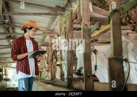 un fermier portant un chapeau de cow-boy debout près d'une vache nourrissez votre bébé tout en tenant une tablette et en regardant le les vaches dans le ranch de bétail enclos en arrière-plan Banque D'Images