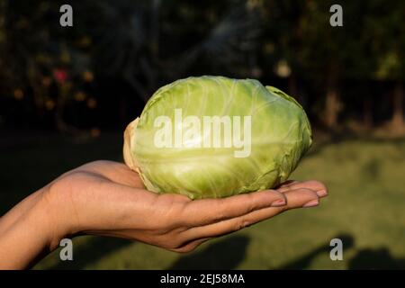 Femme tenant un petit chou vert frais à la main. Cueillies fraîches et cueillies à partir d'une ferme biologique ou d'un jardin de cuisine. Légumes asiatiques frais crus Banque D'Images