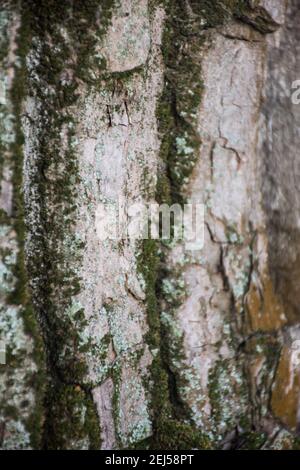Texture naturelle de l'écorce de l'arbre comme arrière-plan Banque D'Images