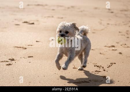 Cockapoo sur la plage, Freshwater West, Pembrokeshire Banque D'Images