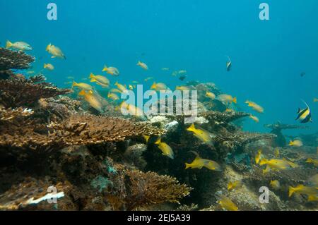 Vie sous-marine, École de poissons jaunes tropicaux Blackspot Snapper (Lutjanus fulviflama), Seychelles Banque D'Images