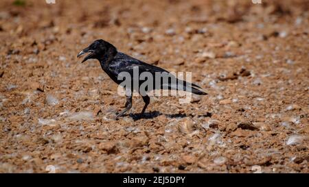 Crow dans la chaîne de Boumort (Pyrénées Lleida, Catalogne, Espagne) ESP: Cuervo en la Serra de Boumort (Pirineo de Lérida, Cataluña, España) Banque D'Images