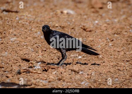 Crow dans la chaîne de Boumort (Pyrénées Lleida, Catalogne, Espagne) ESP: Cuervo en la Serra de Boumort (Pirineo de Lérida, Cataluña, España) Banque D'Images