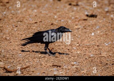 Crow dans la chaîne de Boumort (Pyrénées Lleida, Catalogne, Espagne) ESP: Cuervo en la Serra de Boumort (Pirineo de Lérida, Cataluña, España) Banque D'Images