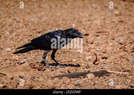 Crow dans la chaîne de Boumort (Pyrénées Lleida, Catalogne, Espagne) ESP: Cuervo en la Serra de Boumort (Pirineo de Lérida, Cataluña, España) Banque D'Images