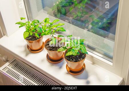 Maison plantes de maison poivrons ornementaux trois pièces en pots sur le seuil de la fenêtre Banque D'Images