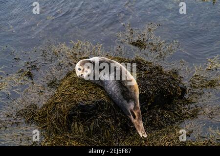 Phoques, lions de mer bains de soleil sur la plage de Ytri Tunga dans la péninsule de Snaefellsnes, dans l'ouest de l'Islande Banque D'Images