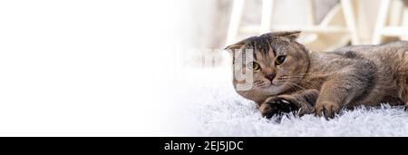 Scotch plier le chat dans le salon près de la table à manger. Banque D'Images