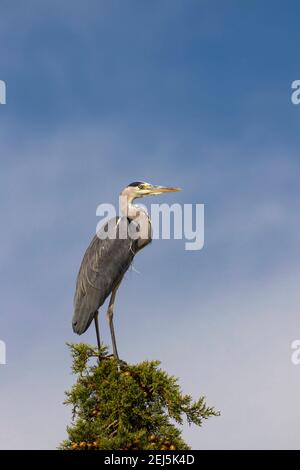 Héron gris à Parco Naturale della Maremme, Toscane, Italie Banque D'Images