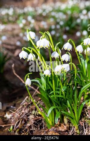 La forêt au début du printemps avec le printemps, Flocon, Vysocina République Tchèque Banque D'Images